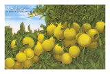 Buy Grapefruit at AllPosters.com