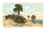 Buy Palmettos, Tybee Island, Savannah, Georgia at AllPosters.com