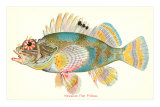 Hawaiian Fish, Pilikoa