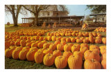 Buy Rows of Pumpkins at Homestead at AllPosters.com