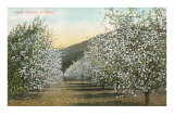 Apple Orchard in Bloom