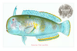 Hawaiian Fish, Lae-Nihi