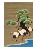 Cranes Along Riverbank