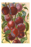 Buy Japanese Plums at AllPosters.com