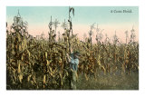 Buy Corn Field at AllPosters.com