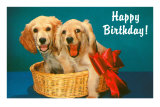 Happy Birthday, Two Spaniels in Basket