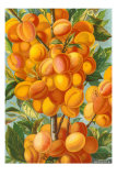 Apricots
