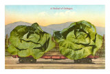 Buy Giant Cabbages on Flatbed at AllPosters.com