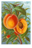 Buy Excelsior Peach at AllPosters.com