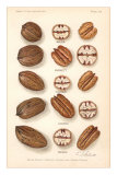 Buy Varieties of Pecan and Walnut at AllPosters.com