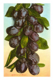 Buy Cluster of Prunes at AllPosters.com