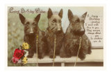 Loving Birthday Wishes, Three Scottie Dogs