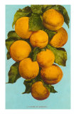 Apricots