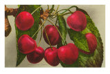 Buy Cherries at AllPosters.com