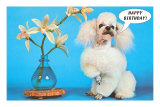 Happy Birthday Poodle
