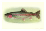 Rainbow Trout