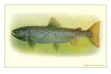 Sebago Salmon