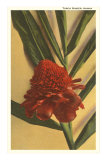 Torch Ginger Flower, Hawaii