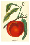 Buy Amsden Peach at AllPosters.com