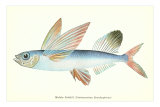 Hawaiian Fish, Malolo Puhiki'i
