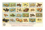 French Grain Chart