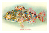 Hawaiian Fish, Oapukai