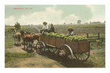 Buy Watermelon in Cart, Lodi, California at AllPosters.com
