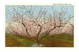 Peach Orchard, Perry, Georgia