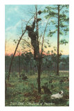 Buy Possum Hunting at AllPosters.com
