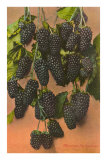 Blackberries