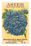 Aster Seed Packet