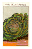 Buy French Cabbage Seed Packet at AllPosters.com
