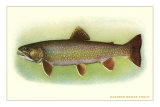 Eastern Brook Trout