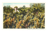 Grapes on the Vine