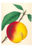 Buy Peach at AllPosters.com