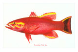 Hawaiian Fish, Uu