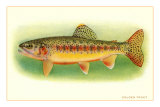 Golden Trout