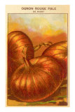 Buy French Red Onion Seed Packet at AllPosters.com