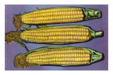 Buy Three Ears of Corn at AllPosters.com