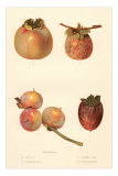 Buy Varieties of Persimmon at AllPosters.com