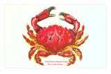 Hawaiian Crab