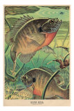 Blue Gill Eying Bug