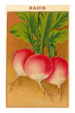 French Radish Seed Packet