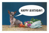 Happy Birthday from Chihuahua