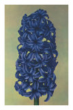 Hyacinth