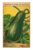 French Zucchini Seed Packet