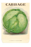 Buy Cabbage, Illustration at AllPosters.com