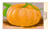 Buy French Pumpkin Seed Packet at AllPosters.com