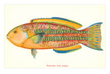 Hawaiian Fish, Awela