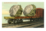 Buy Giant Cauliflower on Flatbed at AllPosters.com